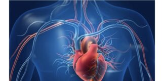 Rreh miliarda herë në jetë pa asnjë pushim, misteret e funksionimit të zemrës…