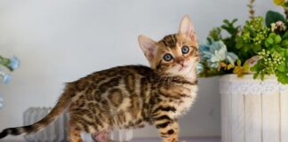 Kafshët shtëpiake janë një nga motivimet më të mëdha për të lënë duhanin