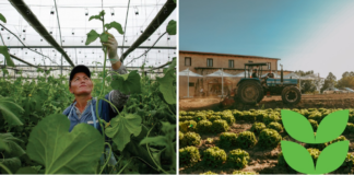 “Portali i Fermerit”, Krifca: Risia digjitale në ndihmë të fermerit