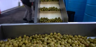 Italia kërkon ullinjtë shqiptarë/ Programi për të kthyer në eksportues, 11 milionë rrënjë ullinj