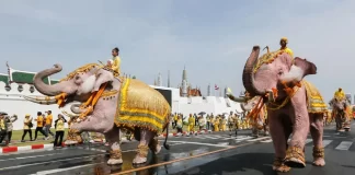 Mbreti Karl i III: Nga lëkurat e luanit, te karriget e shenjta dhe ritualet e kurorëzimit nga e gjithë bota