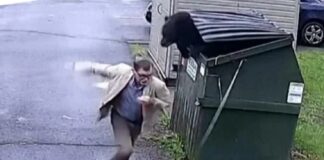 Drejtori i shkollës tmerrohet dhe ia fut vrapit, kur ballafaqohet me një ari në koshin e plehrave