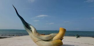 Një skulpturë e re i shtohet shëtitores së Durrësit, simbolika e “Rrënjët” lidhet me qytetin