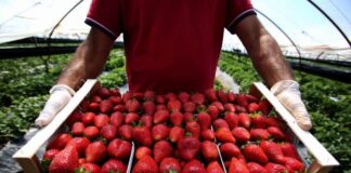 Mbështetja nga Skema Kombëtare, rritet prodhimi dhe eksporti i luleshtrydhes