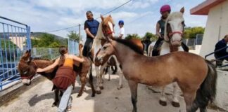 Foto/ Çudira në Greqi, fermeri shkon të votojë me një kalë dhe një gomar