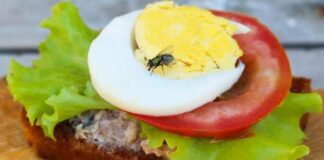 Studim: Rreziqet shëndetësore që vijnë nga mizat që prekin ushqimin janë të mëdha