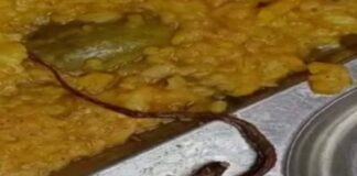 Gjetën një gjarpër të ngordhur në ushqim, 100 fëmijë përfundojnë me urgjencë në spital