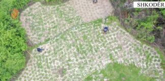 “Alpe të pastra”/ Asgjësohen mbi 14 mijë bimë kanabis në Shkodër!