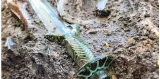 Shpata e pandryshkur 3,000-vjeçare nxirret nga dheu në Gjermani