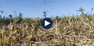 Në luftë me karkalecat, ndërhyrje në mbi 200 hektarë tokë