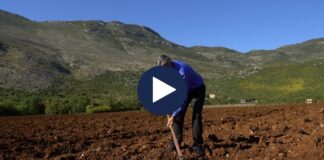 Fermerët “u shtuan” në 2022/ Skema e rimbursimit të naftës i nxiti të regjistrohen