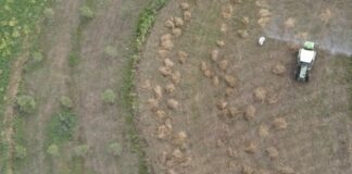 BELSH, NIS DEZINFEKTIMI I VATRAVE TË KARKALECIT (VIDEO)