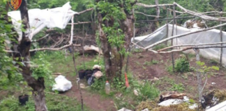 U kap duke punuar në parcelën me 350 bimë kanabis, vihet në pranga 33-vjeçari