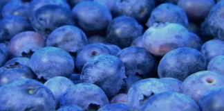 Vetitë e rralla shëndetësore të boronicave shqiptare