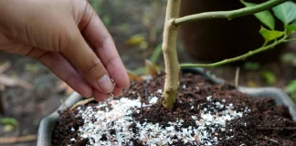 Si të ushqeni bimët tuaja me lëvozhgat e vezës?