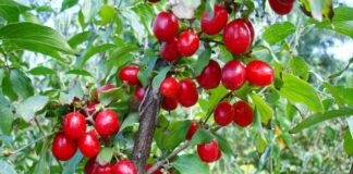 Kura e fuqishme me thana kundër problemeve me diabetin