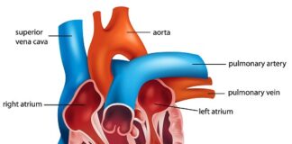 Si ndikon në tru shëndeti i zemrës