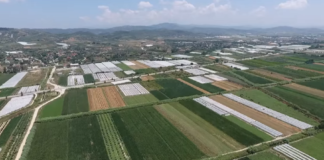 Rama publikon pamje nga kulturat bujqësore në Frakull të Fierit: Mrekulli me tokat e punuara