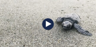 Në mbrojtje të breshkës së rrallë/ Perimetër sigurie në Divjakë për foletë e “Caretta caretta