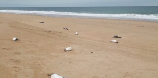 Misteri me gati 2000 pinguinë të ngordhur në 10 ditë në Uruguai