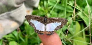 Pasojë e ngrohjes së klimës/ Fluturat e vogla dhe me ngjyrë rrezikohen të zhduken
