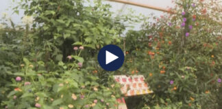 Pakësohen fluturat! Ambientalistët fajësojnë metodat moderne të bujqësisë