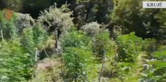 Asgjësohen 773 bimë kanabis në malësinë e Krujës