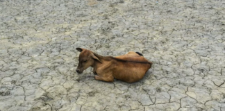 Ndryshimet klimatike/ Bota përjeton ditën më e nxehtë që nga fillimi i regjistrimeve