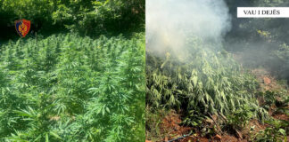 “Alpe të pastra”/ Goditen 6 raste të kultivimit të drogës në Shkodër, asgjësohen mbi 3 mijë bimë