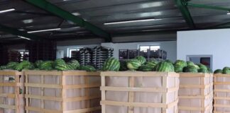 Krifca: Pikat e grumbullimit bujqësor, qendra të eksporteve në tregjet e huaja