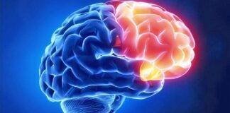 Si ta kuptoni nëse keni tepricë hekuri/ Çfarë i ndodh trurit dhe organizmit