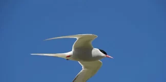 Cila kafshë migron më larg se të tjerat?!