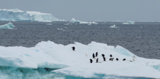 Vala e të nxehtit dhe shkrirja e akullit, gjithnjë e më të zakonshme në Antarktidë