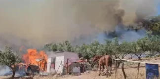 Flakët jashtë kontrollit në Filis të Athinës, po digjen banesat