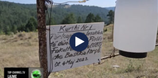 Insekti që po dëmton pyjet! Pishat e zeza po shkatërrohen në Voskopojë dhe në Llogara