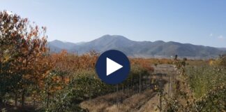 Pasojat e ngrohjes globale: Ndryshimet klimatike po ndihen te disa kultura bujqësore në Shqipëri