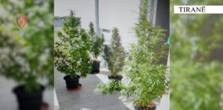 Kishte mbjellë kanabis në vazo në ballkonin e shtëpisë, arrestohet një 27-vjeçare në Tiranë