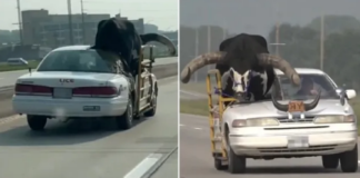 Pasagjer i pazakontë! Shoferi nget makinën me demin 454 kg që qëndron në sedijen e parë