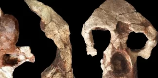 Zbulimi i majmunit 8.7 milionë vjeçar në Turqi rishkruan historinë e njerëzimit