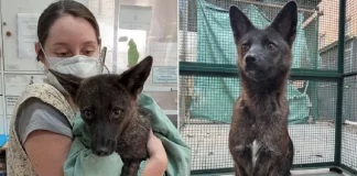 Krijesa qen-dhelpër habit veterinerët, shpallet e para e llojit të saj në botë