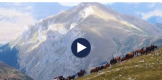 Pamje mahnitëse! Kuajt e Kukësit ‘pushtojnë’ malet e Sharrit, kope të mëdha shëtisin nëpër alpe