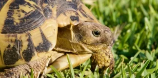 Një trafik i ri Shqipëri-Itali po lulëzon në heshtje! Breshkat e tokës shiten nga 60-2000 euro në tregun e zi