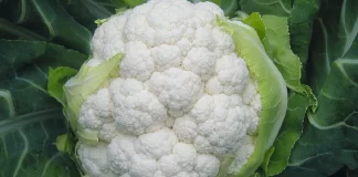 Ushqimet më të mira që duhet të konsumoni gjatë vjeshtës