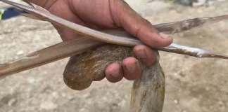 I rrezikshëm dhe me formë të çuditshme, gjendet peshku i rrallë në Radhimë