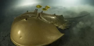 Fotot mahnitëse të jetës së egër/ Specie më të vjetra se dinosaurët fitojnë konkursin botëror të fotografisë