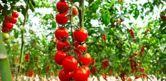 Gjashtë ushqimet që meshkujt duhet të hanë çdo ditë