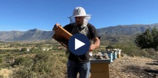 Vështirësitë e bletarisë! La emigrimin për vendlindjen, 28-vjeçari prodhon mjaltë