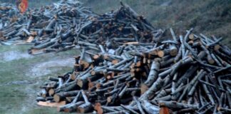 Prerje e druve në mënyrë të paligjshme/ Nën hetim tre persona dhe një inspektor pyjesh