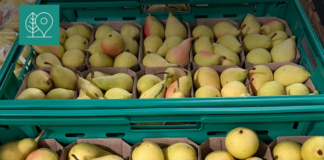 Certifikimi i produkteve lokale, më shumë akses në tregje fermerëve