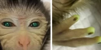 Krijohet në laborator një majmun me majat e gishtave të verdha dhe sy të gjelbër fluoreshent në Kinë